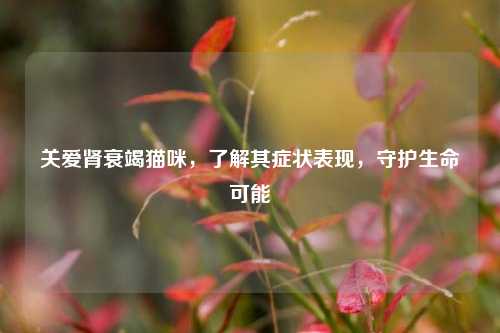 关爱肾衰竭猫咪，了解其症状表现，守护生命可能