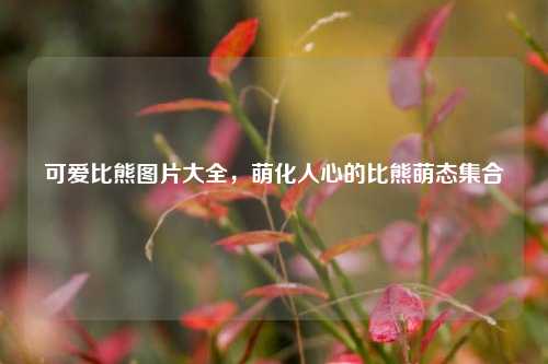 可爱比熊图片大全，萌化人心的比熊萌态集合