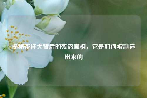 揭秘茶杯犬背后的残忍真相，它是如何被制造出来的