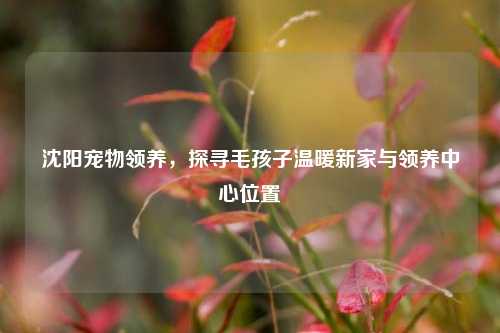 沈阳宠物领养，探寻毛孩子温暖新家与领养中心位置
