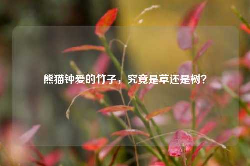 熊猫钟爱的竹子，究竟是草还是树？