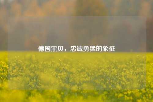 德国黑贝，忠诚勇猛的象征