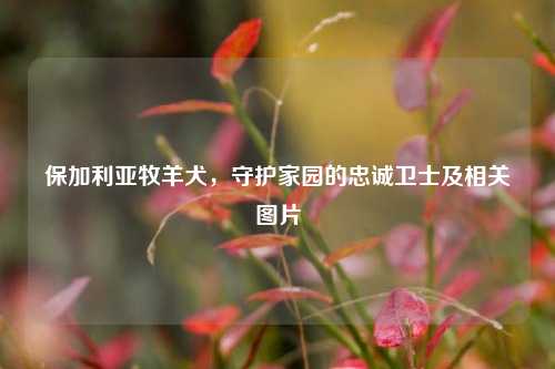 保加利亚牧羊犬，守护家园的忠诚卫士及相关图片