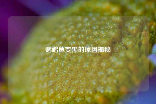 鹦鹉鱼变黑的原因揭秘