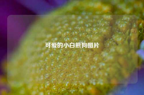 可爱的小白熊狗图片
