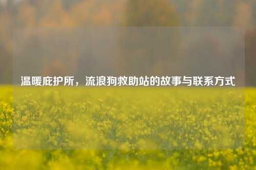 温暖庇护所，流浪狗救助站的故事与联系方式