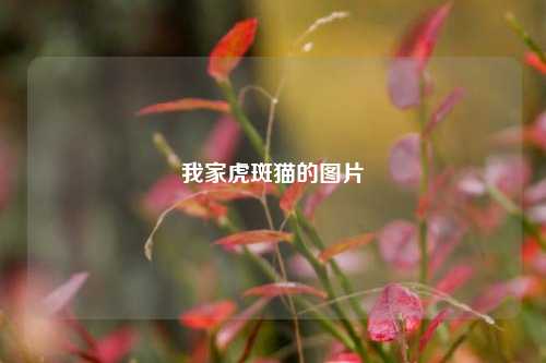 我家虎斑猫的图片