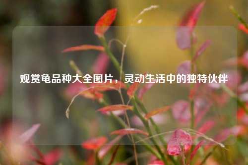 观赏龟品种大全图片，灵动生活中的独特伙伴