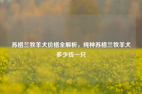 苏格兰牧羊犬价格全解析，纯种苏格兰牧羊犬多少钱一只