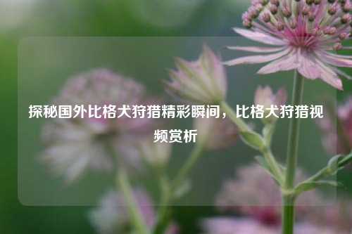 探秘国外比格犬狩猎精彩瞬间，比格犬狩猎视频赏析
