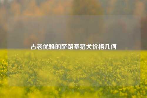古老优雅的萨路基猎犬价格几何