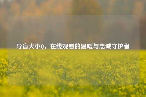 导盲犬小Q，在线观看的温暖与忠诚守护者