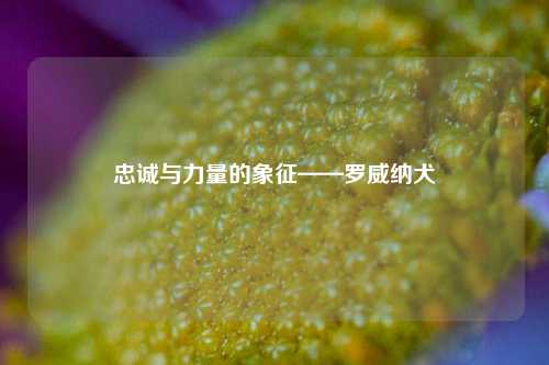 忠诚与力量的象征——罗威纳犬