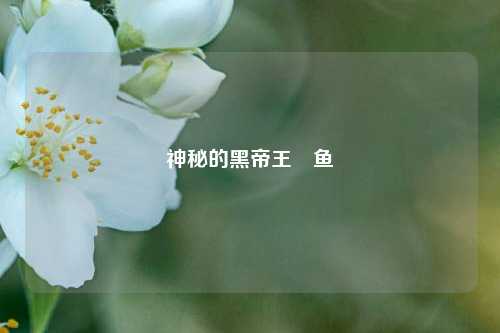 神秘的黑帝王魟鱼