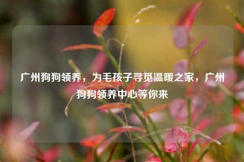 广州狗狗领养，为毛孩子寻觅温暖之家，广州狗狗领养中心等你来