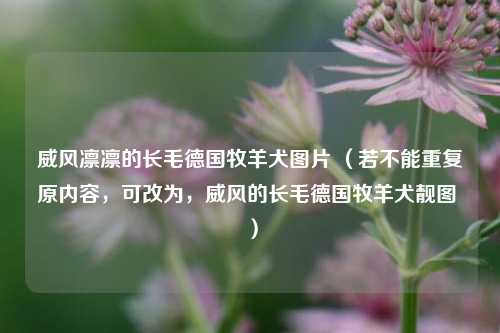 威风凛凛的长毛德国牧羊犬图片 （若不能重复原内容，可改为，威风的长毛德国牧羊犬靓图 ）
