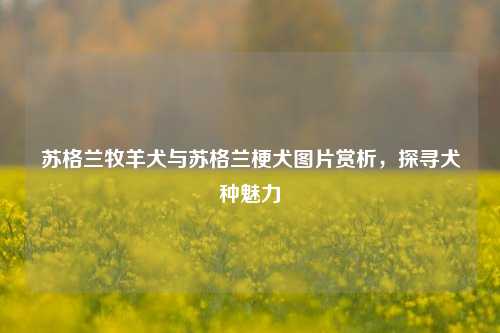 苏格兰牧羊犬与苏格兰梗犬图片赏析，探寻犬种魅力