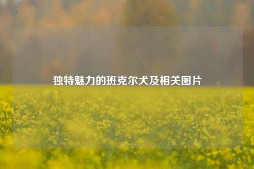 独特魅力的班克尔犬及相关图片