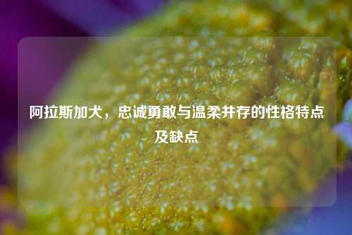 阿拉斯加犬，忠诚勇敢与温柔并存的性格特点及缺点