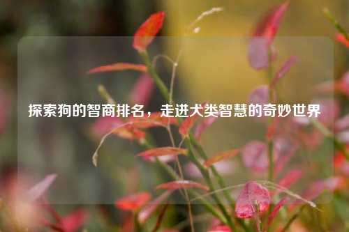 探索狗的智商排名，走进犬类智慧的奇妙世界
