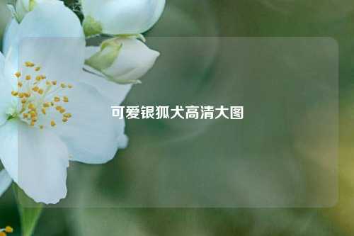 可爱银狐犬高清大图