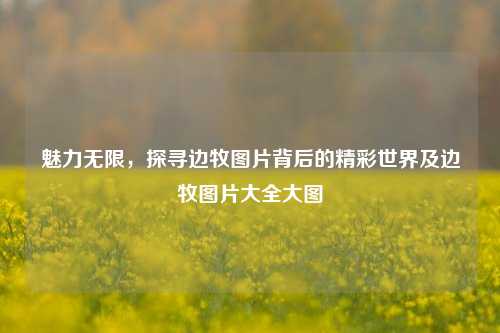 魅力无限，探寻边牧图片背后的精彩世界及边牧图片大全大图