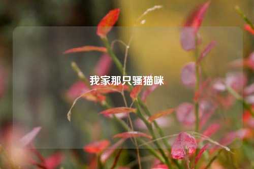 我家那只骚猫咪