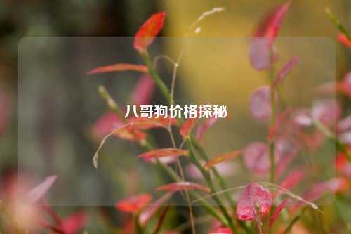 八哥狗价格探秘