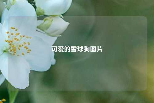 可爱的雪球狗图片