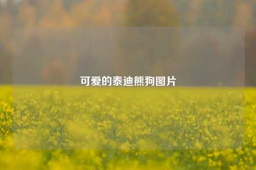 可爱的泰迪熊狗图片