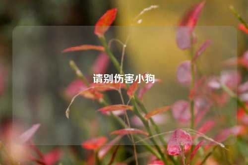 请别伤害小狗