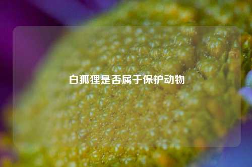 白狐狸是否属于保护动物