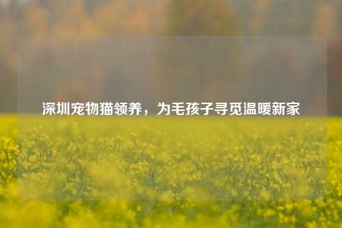 深圳宠物猫领养，为毛孩子寻觅温暖新家