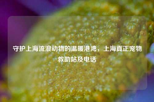 守护上海流浪动物的温暖港湾，上海真正宠物救助站及电话