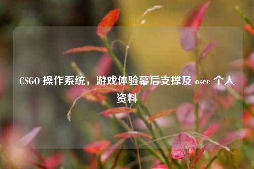 CSGO 操作系统，游戏体验幕后支撑及 osee 个人资料