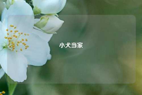小犬当家