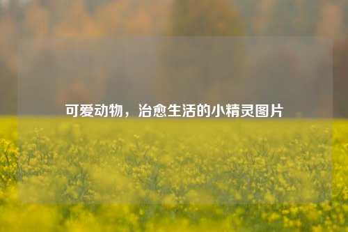 可爱动物，治愈生活的小精灵图片