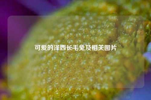 可爱的泽西长毛兔及相关图片