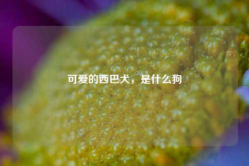 可爱的西巴犬，是什么狗