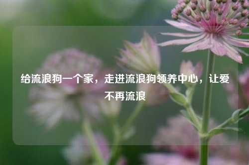 给流浪狗一个家，走进流浪狗领养中心，让爱不再流浪