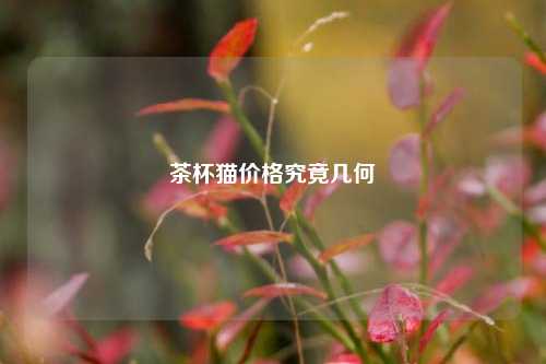 茶杯猫价格究竟几何