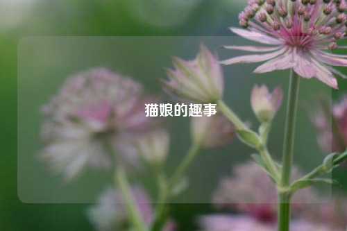 囧猫娘的趣事