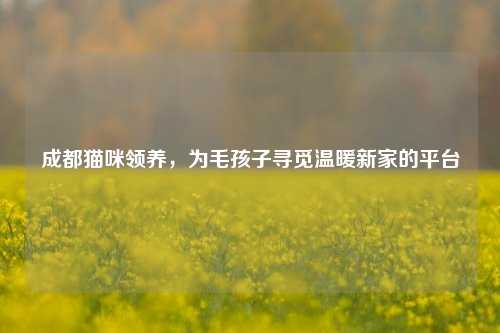 成都猫咪领养，为毛孩子寻觅温暖新家的平台