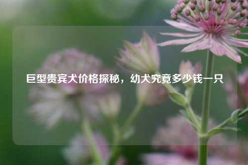 巨型贵宾犬价格探秘，幼犬究竟多少钱一只