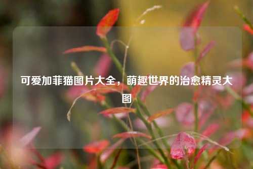 可爱加菲猫图片大全，萌趣世界的治愈精灵大图