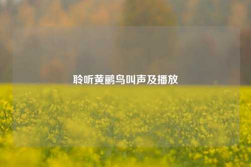 聆听黄鹂鸟叫声及播放