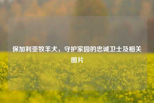 保加利亚牧羊犬，守护家园的忠诚卫士及相关图片