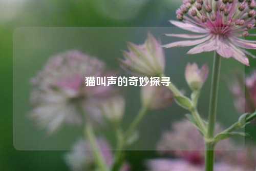 猫叫声的奇妙探寻
