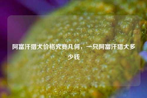 阿富汗猎犬价格究竟几何，一只阿富汗猎犬多少钱
