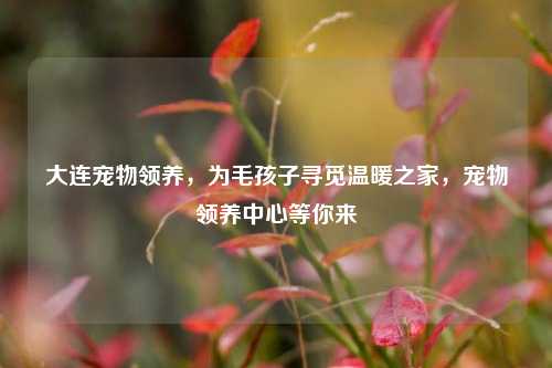 大连宠物领养，为毛孩子寻觅温暖之家，宠物领养中心等你来